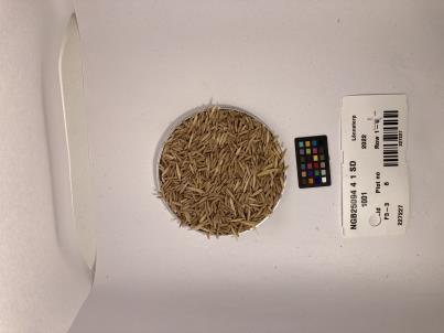 SEED